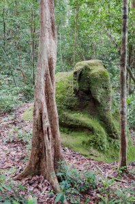 Scene at an unexcavated city in Cambodia. Source: Terence Carter/The Guardian